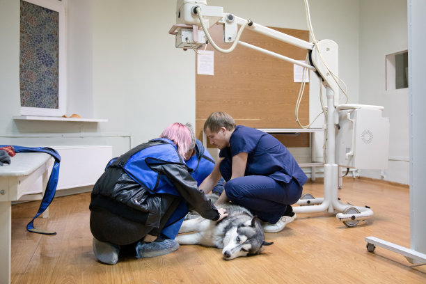 x光室的狗图片下载