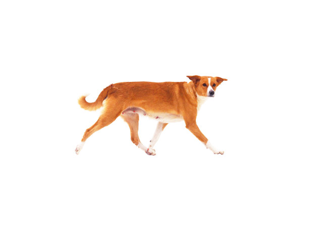 黄色的狗在白色的背景上孤立地向前跑。狗侧视图。2018年中国新年。橘色的狗图片下载