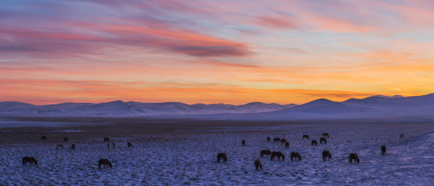冬天在牧场上吃草的马图片下载