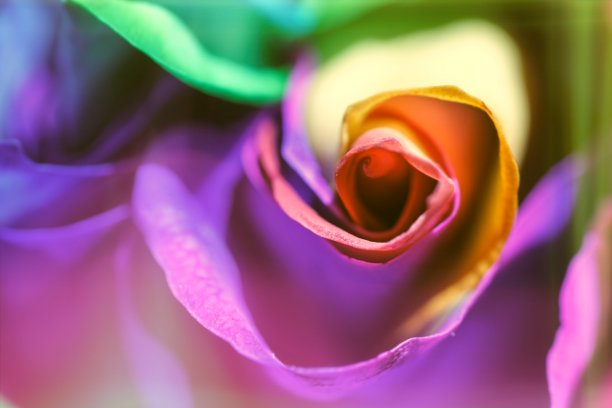 艺术作品《彩虹玫瑰》图片下载