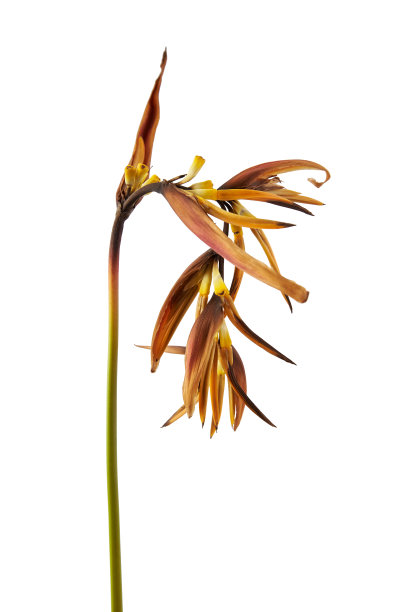 干燥的鹦鹉螺(金火炬)花，热带花孤立干燥的白色背景，与修剪路径图片下载