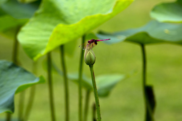 蜻蜓站在荷花或睡莲上图片下载