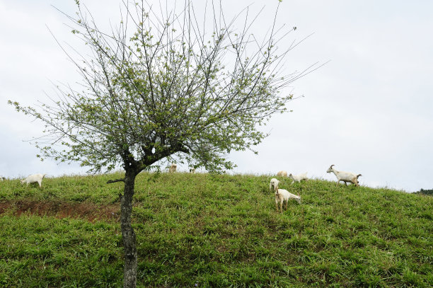 梅树和山羊群图片下载