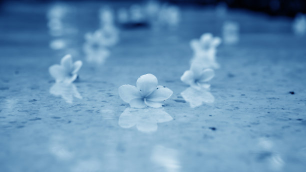 小花装饰和气味图片下载