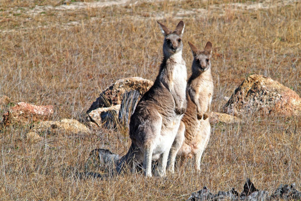 一对澳大利亚西部红袋鼠图片下载