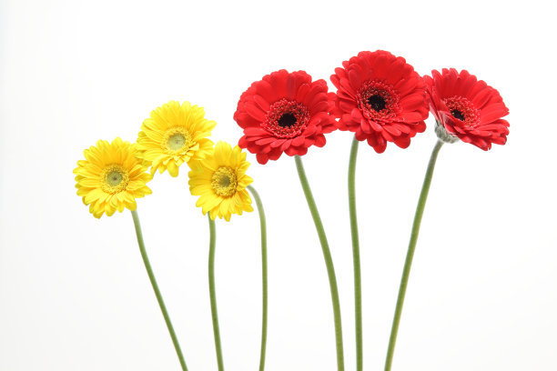 白色背景中的德兰士瓦雏菊素材图片