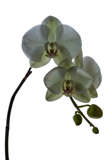 兰花的花图片下载