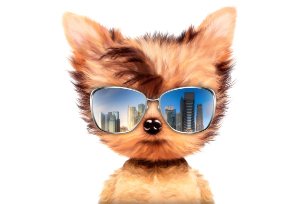 戴着太阳镜的狗被孤立在白色的背景上图片下载