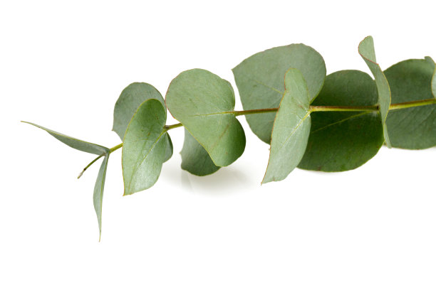 白树上的桉树图片下载