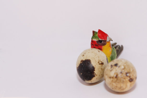 鸟和蛋图片下载