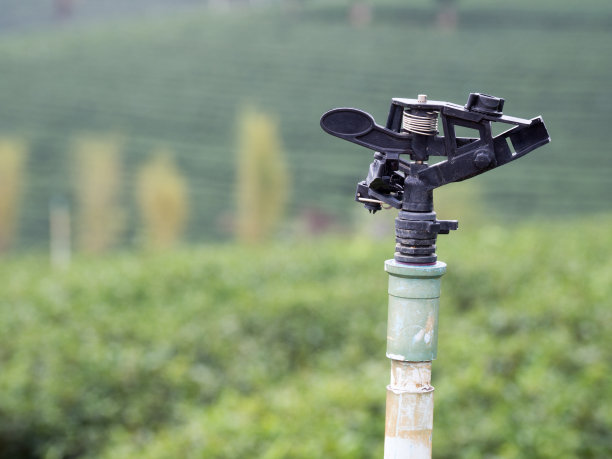 背景是一个绿茶种植园。图片下载
