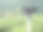 背景是一个绿茶种植园。图片下载