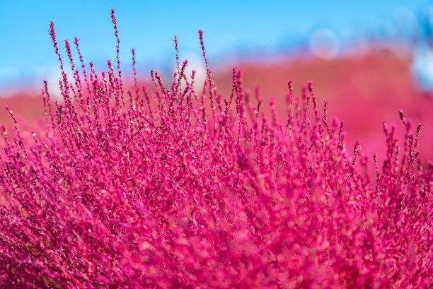科奇亚和宇宙领域图片下载