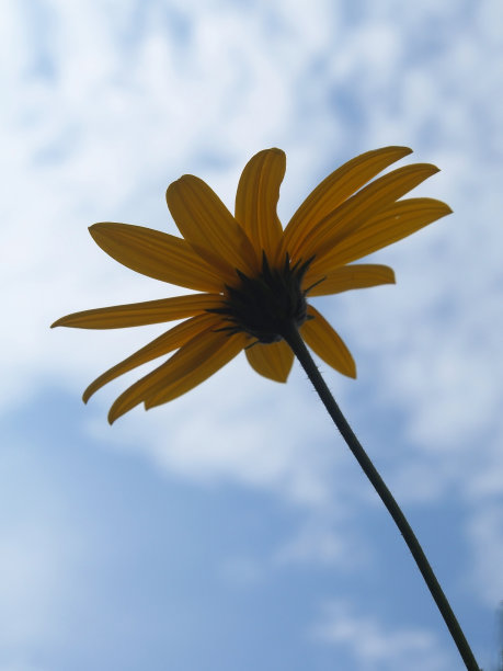 黄花向天空飞去图片下载