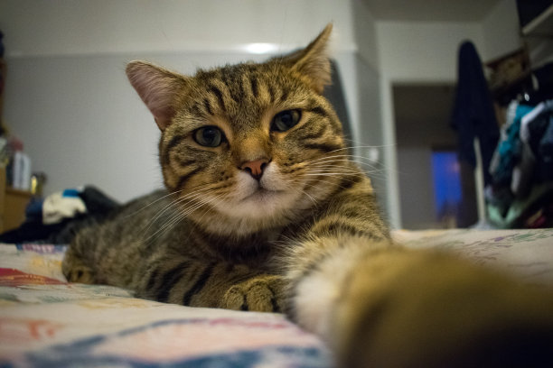 猫攻击图片下载