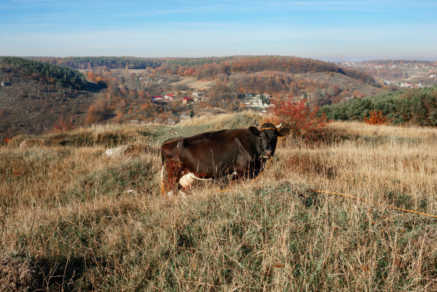 一只带角的黑牛在乡间的黄绿色草地上吃草图片下载