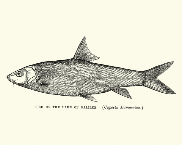 自然历史-鱼-卡波塔damascina，东方刮板图片下载