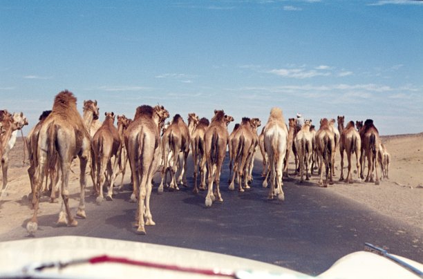 西奈半岛上的骆驼堵塞图片下载