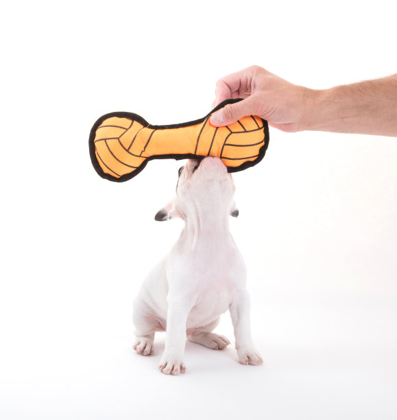 法国小牛头犬，孤立-玩耍图片下载