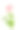玫瑰图片素材ID：313107636