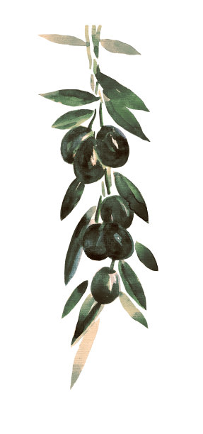 采购产品橄榄枝，橄榄，素描，地中海食物，食物，食物和饮料，绿色的橄榄，成熟的橄榄图片下载