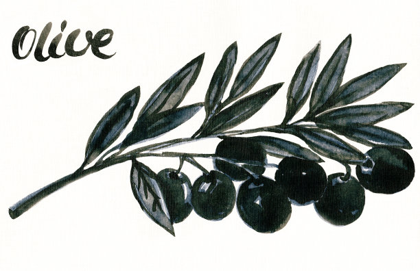 采购产品橄榄枝，橄榄，素描，地中海食物，食物，食物和饮料，绿色的橄榄，成熟的橄榄图片下载