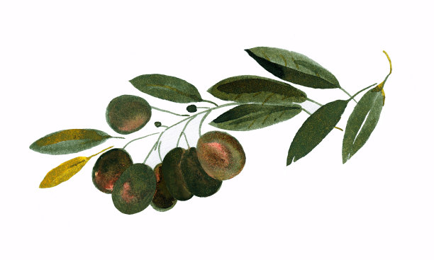 采购产品橄榄枝，橄榄，素描，地中海食物，食物，食物和饮料，绿色的橄榄，成熟的橄榄图片下载