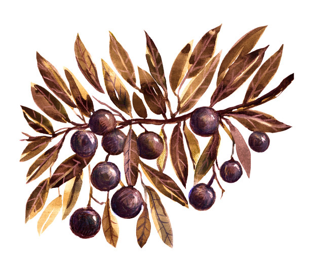 橄榄枝，橄榄，小品，地中海食物图片下载