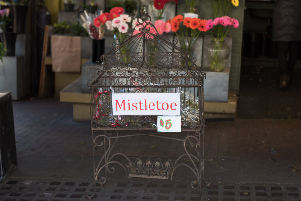 槲寄生图片下载