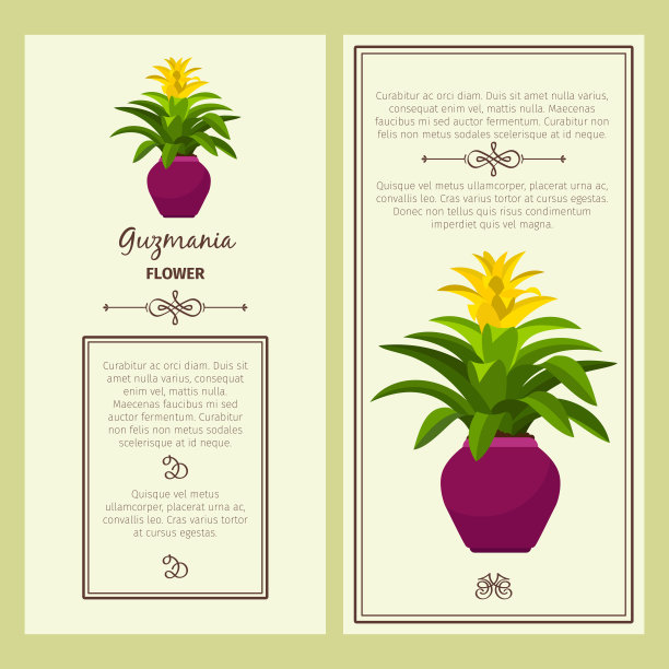 古斯曼尼亚花在花盆横幅图片下载