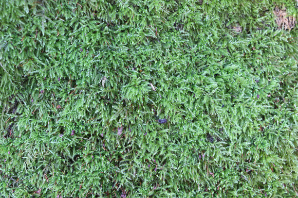 绿苔生长在森林里图片下载