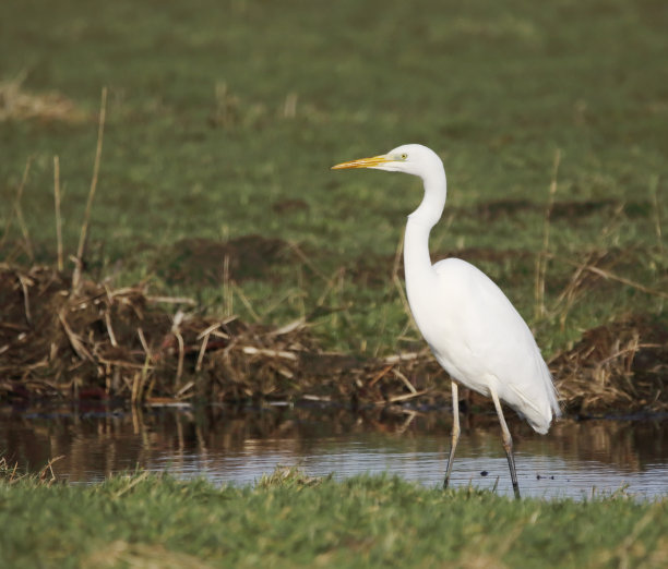 大白鹭图片下载