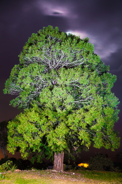 《暗夜之树图片下载