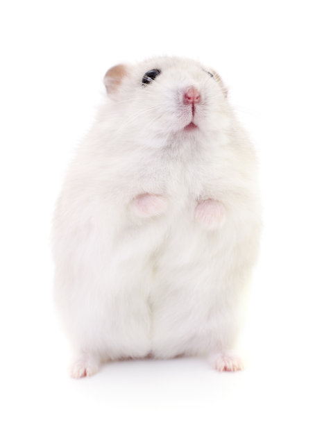 国内小仓鼠。图片下载
