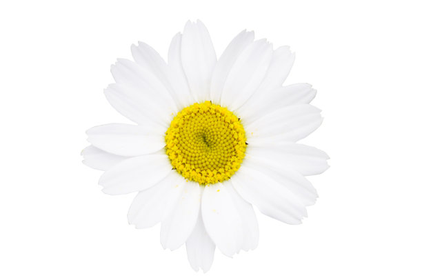 白色雏菊盛开的孤立背景与修剪路径图片下载