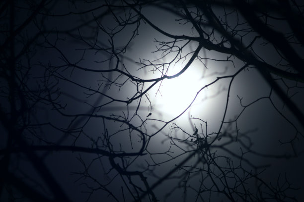 在满月的背景光下，树枝的剪影图片下载