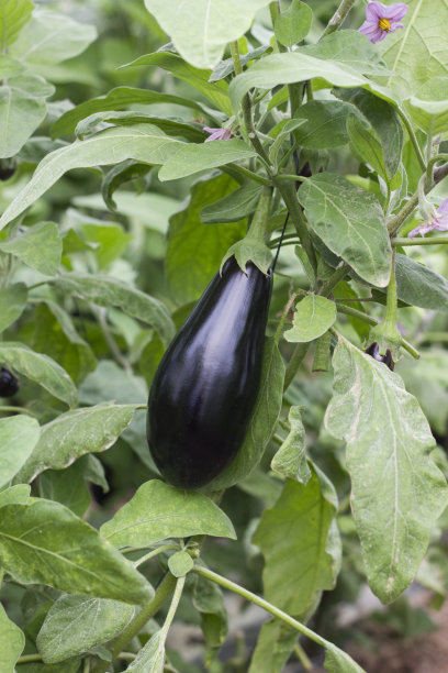 约旦谷地温室中成熟的紫茄子图片下载