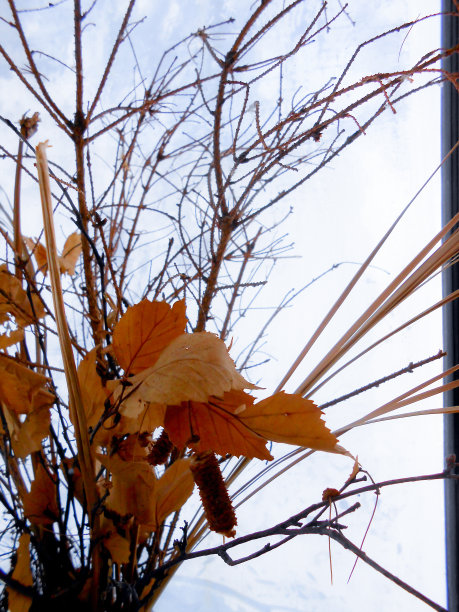 一束树枝枫叶在一个冬天的窗户上与一幅霜的图片图片下载