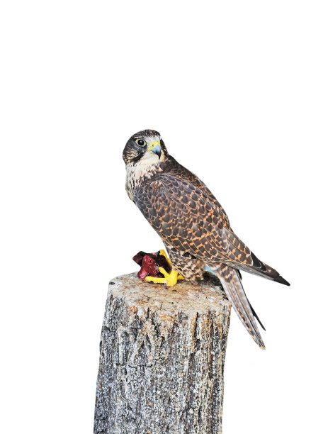 长腿的秃鹰素材图片