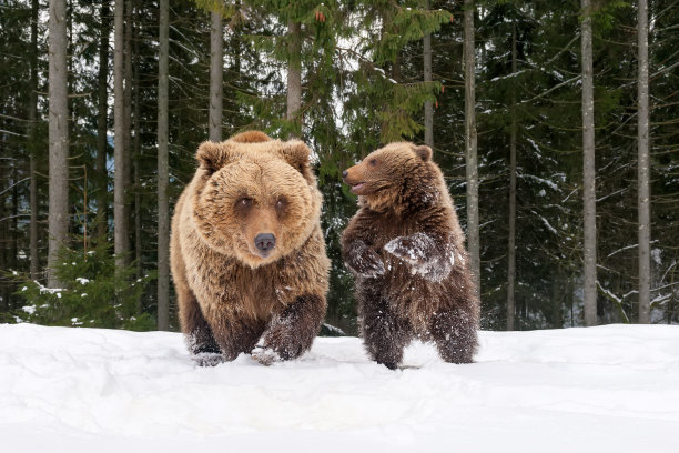 熊在冬天的森林里玩耍图片下载