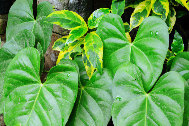 有绿色和黄色叶子的热带植物。鲜叶背景照片。图片下载