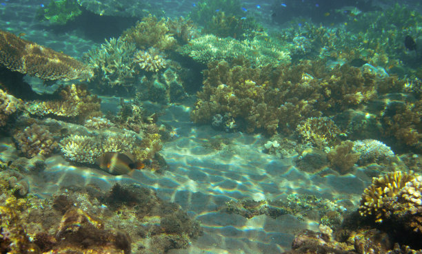 水下景观与珊瑚礁。珊瑚海底照片。海滨解脱。图片下载