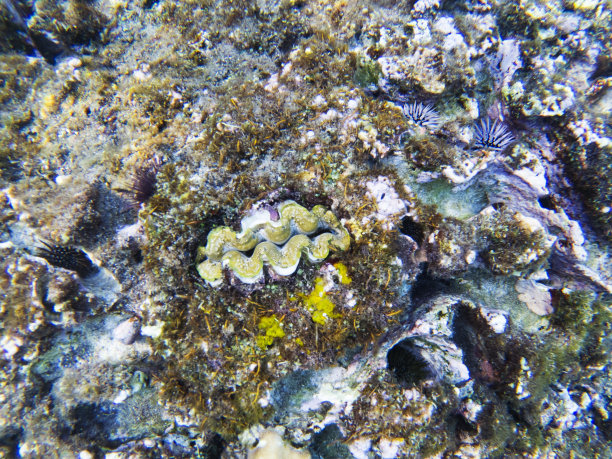 带壳蛤鱼。异国情调的岛岸浅水。热带海岸景观水下照片。图片下载