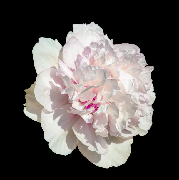 稀有牡丹黑色背景图片下载