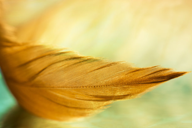 玻璃桌上放着一根柔和的羽毛，有着温暖的色调。一个漂亮时尚的宏。选择性焦点图片下载