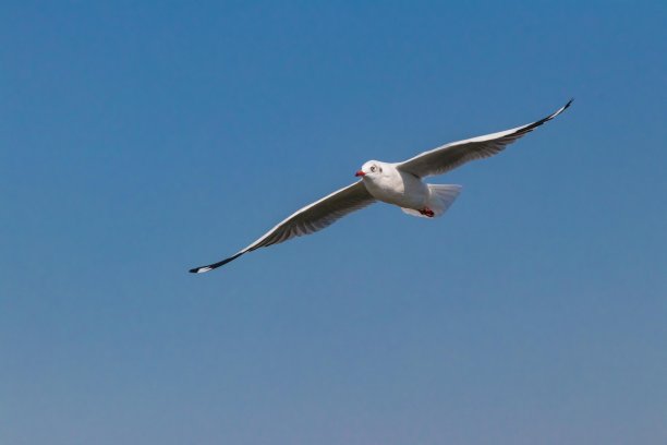 海鸥在蓝天上飞翔。图片下载