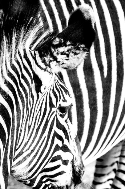 极简主义单色动物-斑马图片下载