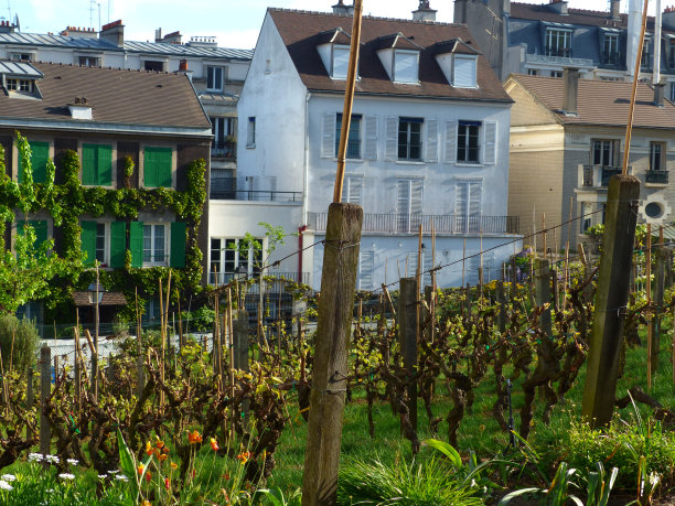 法国巴黎蒙马特的葡萄园图片下载