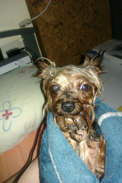 忠诚的约克郡梗犬图片下载