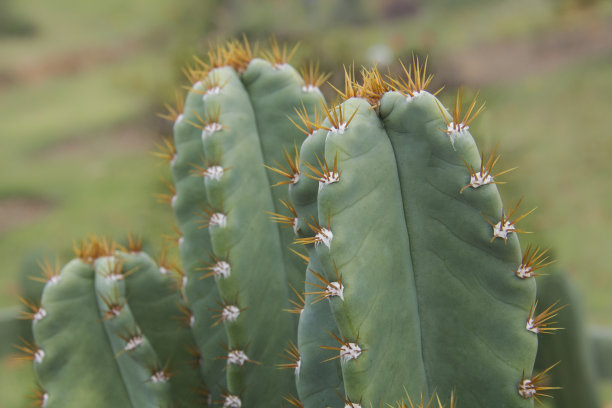 仙人掌的叶子图片下载